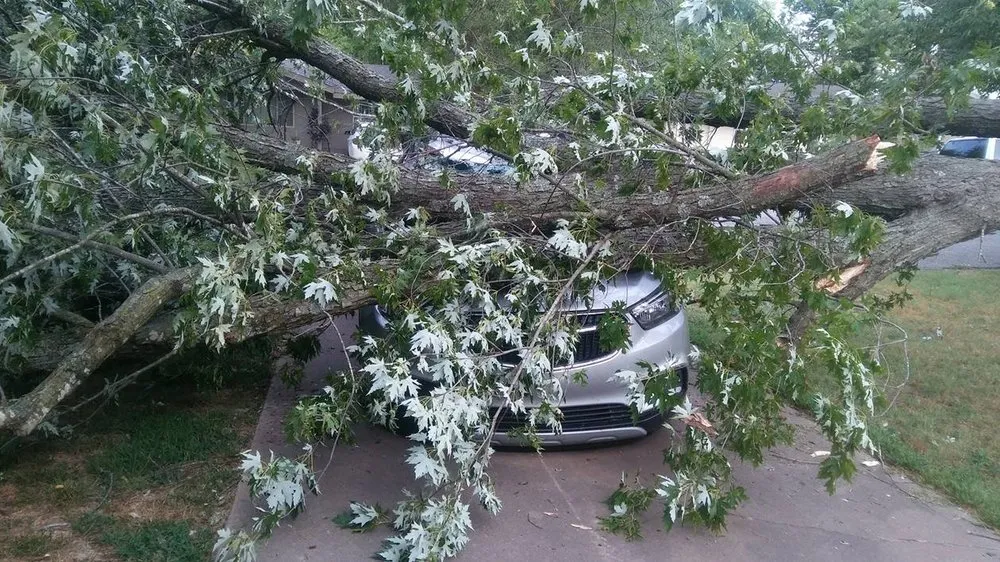 Top-rated lawn mowing service in Bentonville, AR - Mark's Tree Service