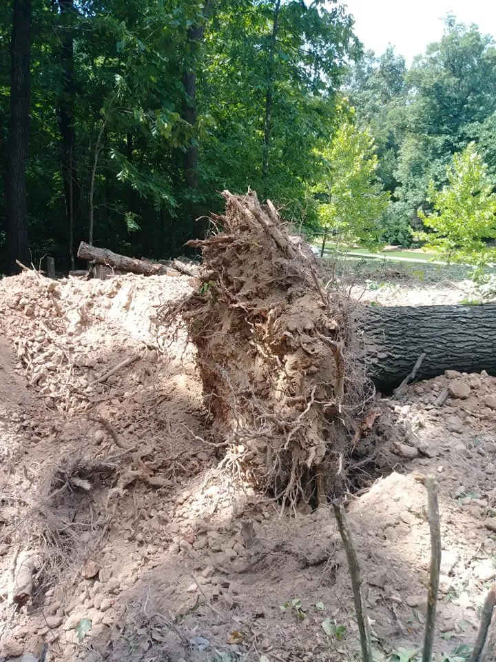 Top-rated yard cleanup service experts serving Bentonville, AR - Mark's Tree Service