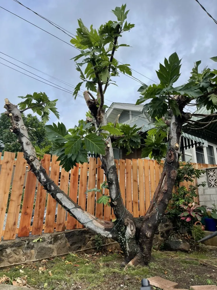 Expert landscape installation near you across Waipahu, HI - Mark's Zone