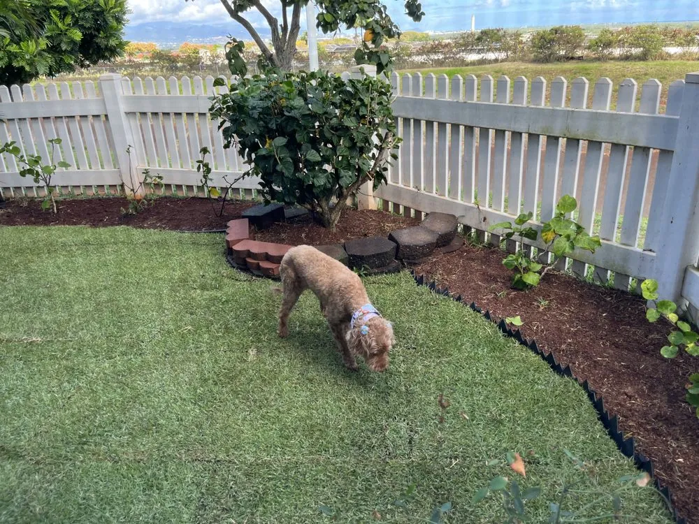 Affordable residential landscaping for year-round maintenance in Waipahu, HI by Mark's Zone