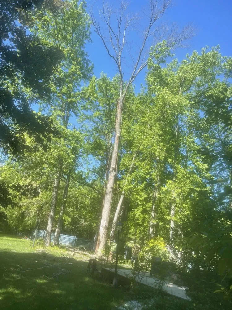 Professional residential landscaping with custom design in Trenton, NJ by Marlon Tree Service And Landscaping