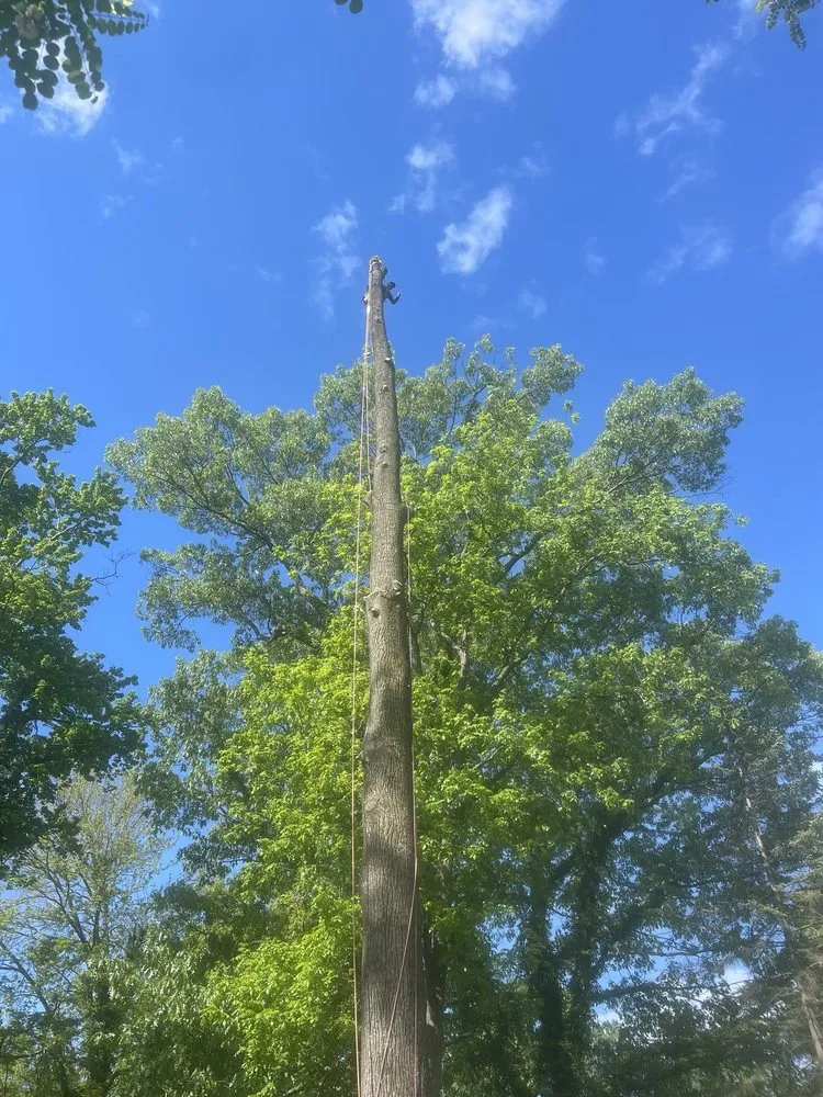 Top-rated yard cleanup service experts serving Trenton, NJ - Marlon Tree Service And Landscaping