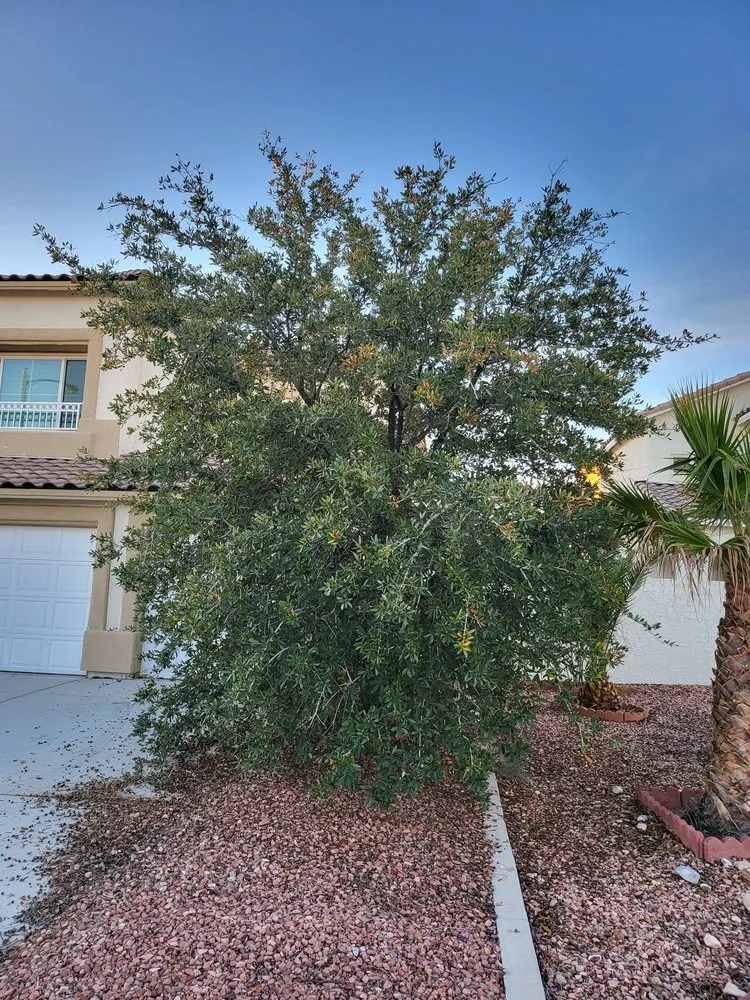 Custom garden landscaping experts serving Las Vegas, NV - Marquez Landscaping