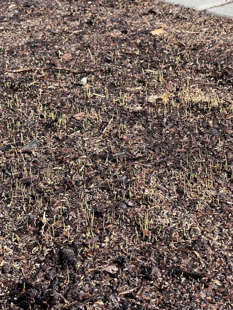 Custom lawn care service for year-round maintenance across Oakdale, CA - Marquez Lawn Care