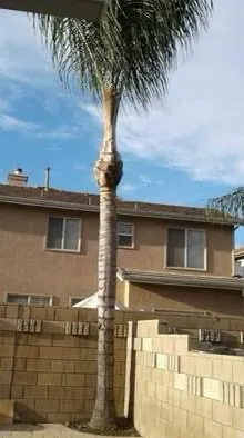 Custom landscape design in Colton, CA by Marquez Tree Service & Landscaping