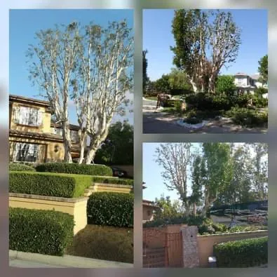 Local lawn mowing service in Colton, CA - Marquez Tree Service & Landscaping