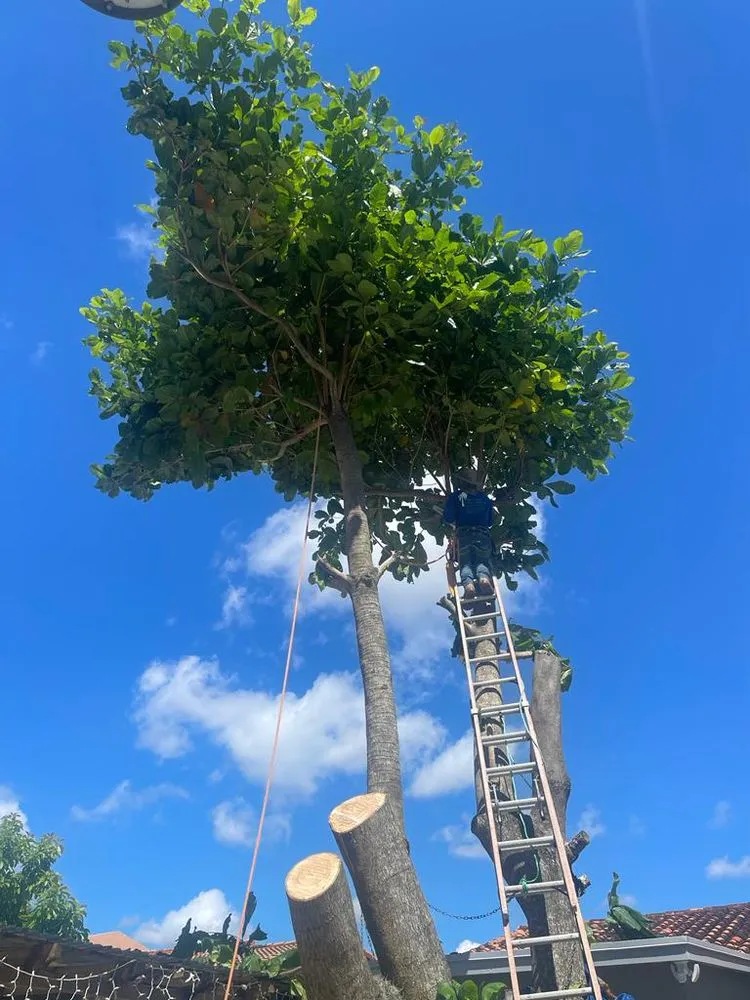 Top-rated yard cleanup service for homes across Miami, FL - Marroquin Landscaping