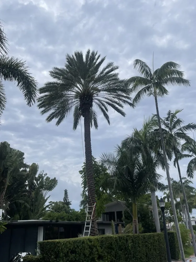 Reliable landscaping services experts serving Miami, FL - Marroquin Landscaping