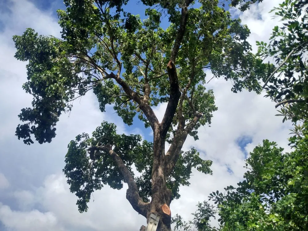 Custom lawn care service for residential properties in Lake Worth, FL by marroquin