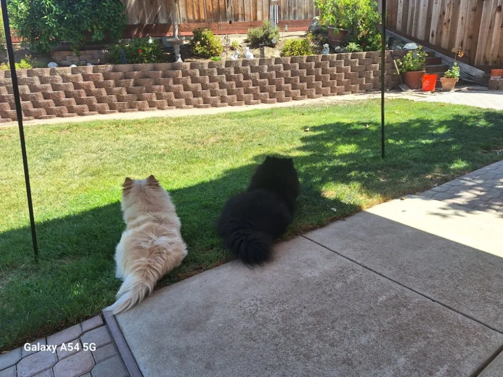 Top-rated yard maintenance in Concord, CA - Marroquin's General Construction and Landscape