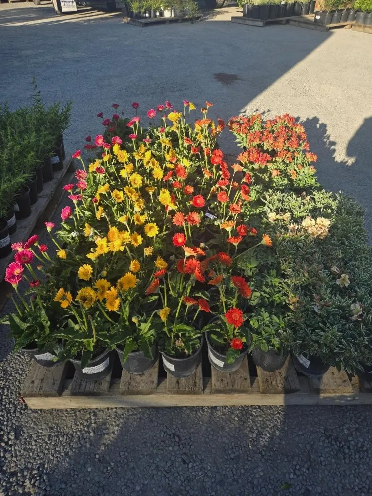 Custom outdoor landscaping for homes in Concord, CA by Marroquin's General Construction and Landscape