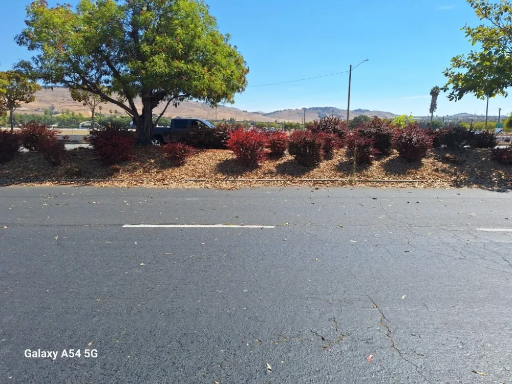 Top-rated garden landscaping in Concord, CA by Marroquin's General Construction and Landscape