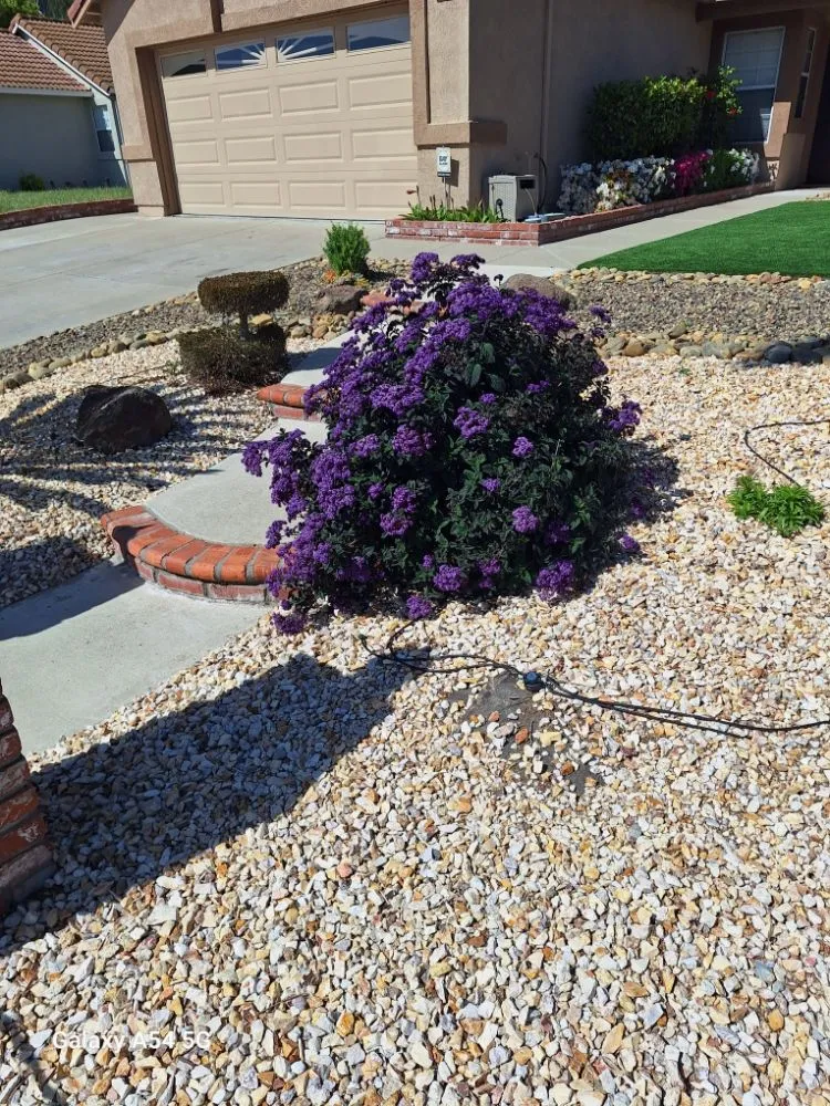 Professional landscape installation in Concord, CA by Marroquin's General Construction and Landscape