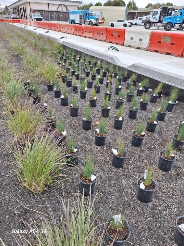 Custom yard maintenance in Concord, CA - Marroquin's General Construction and Landscape