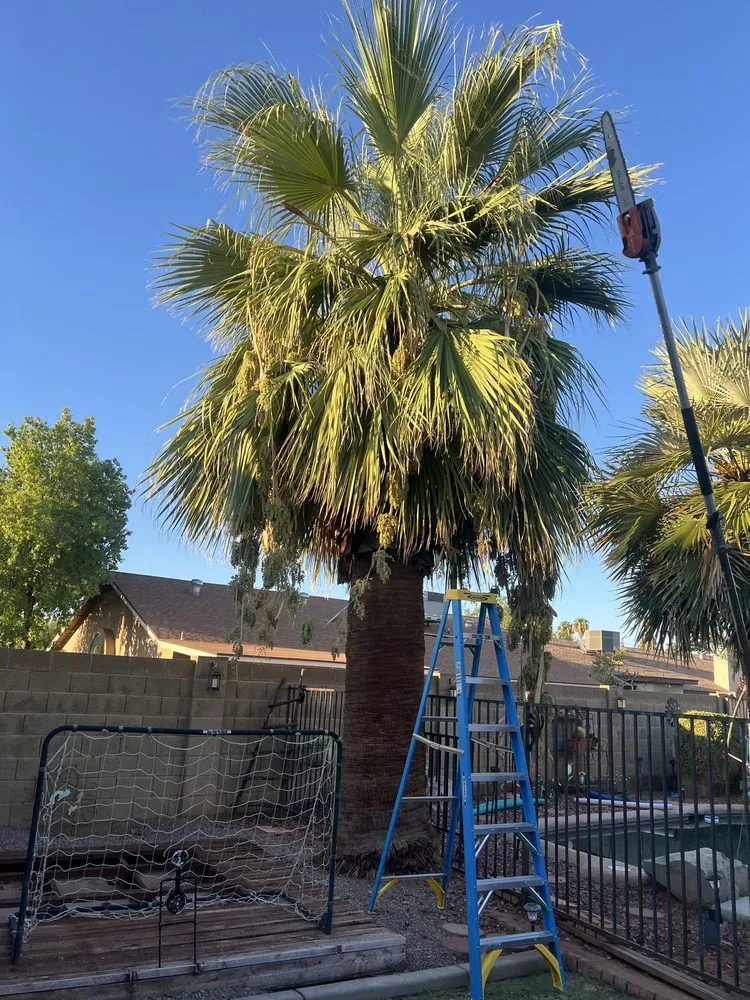 Expert outdoor landscaping for beautiful yards in Chandler, AZ by Mars Landscaping