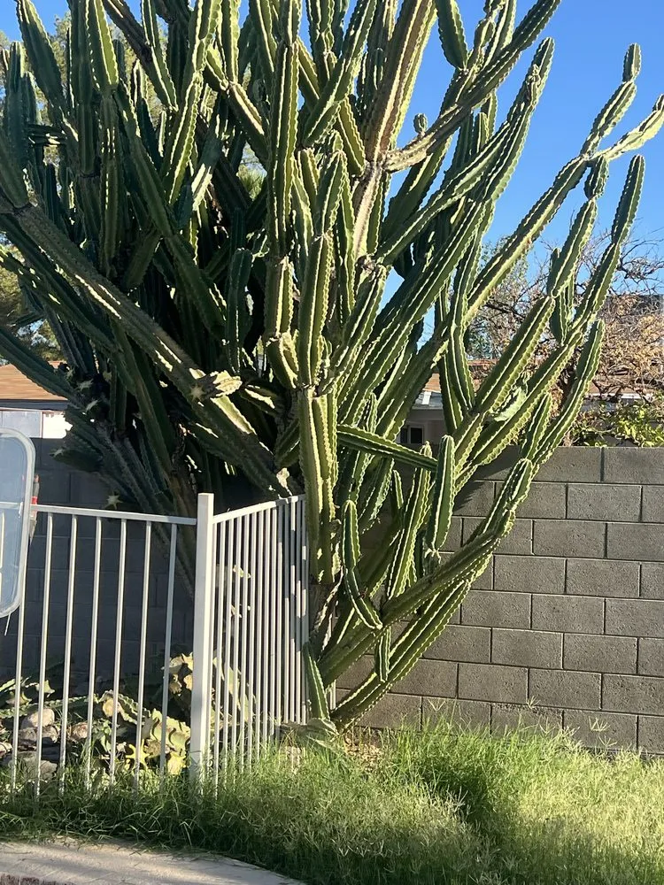 Reliable landscape installation experts serving Chandler, AZ - Mars Landscaping