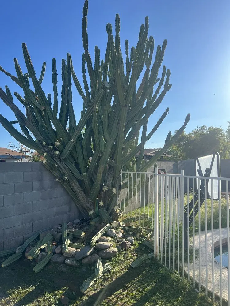 Expert outdoor landscaping in Chandler, AZ - Mars Landscaping