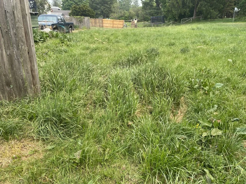 Top-rated lawn care service in Angelica, NY by Marsdens Mowing And More