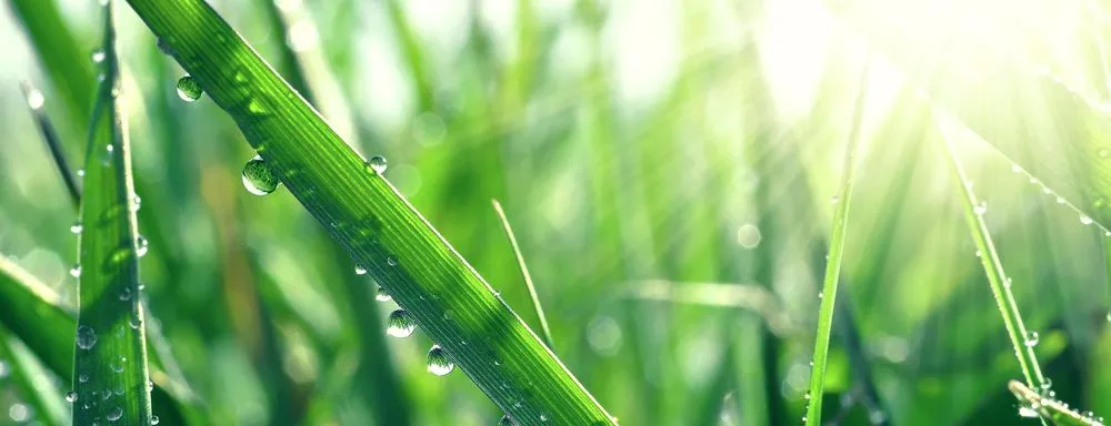Local garden landscaping experts serving Ladys Island, SC - Marsh View Landscaping