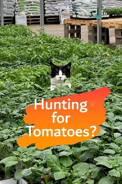 Reliable lawn mowing service for residential properties across Colleyville, TX - Marshall Grain Company