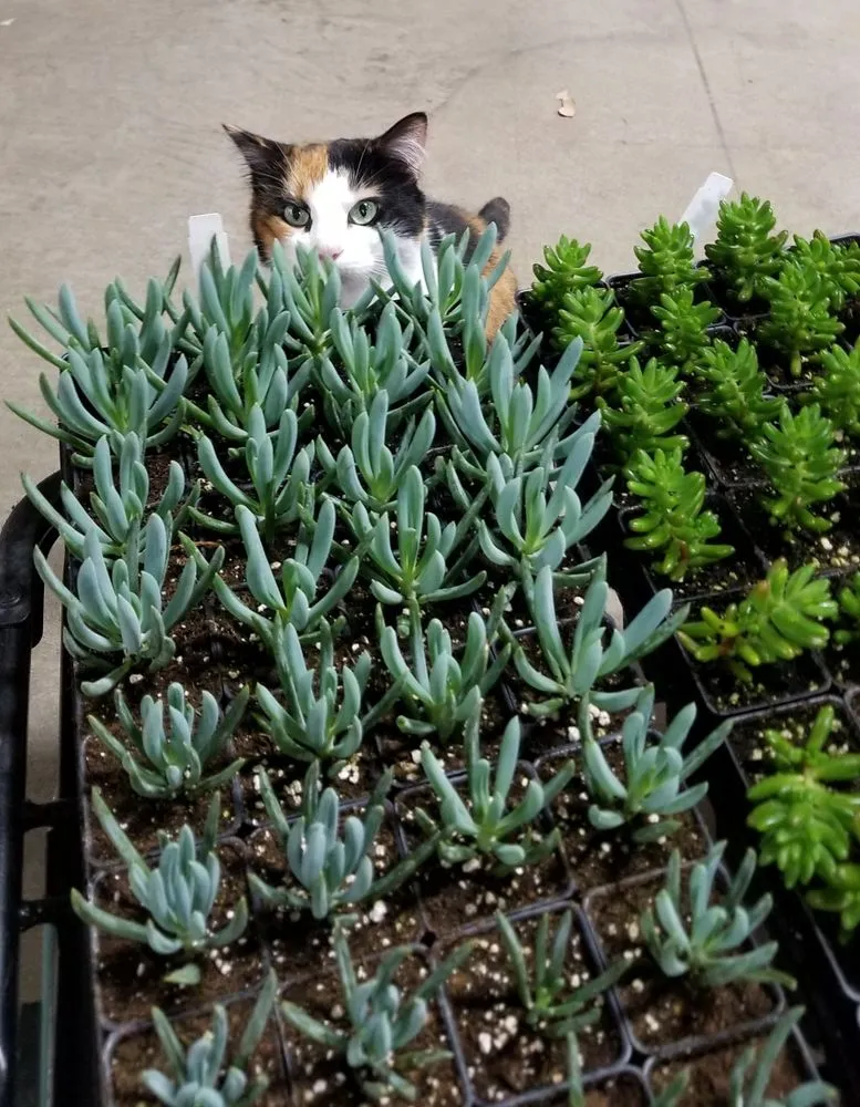 Professional landscape design for residential properties across Colleyville, TX - Marshall Grain Company