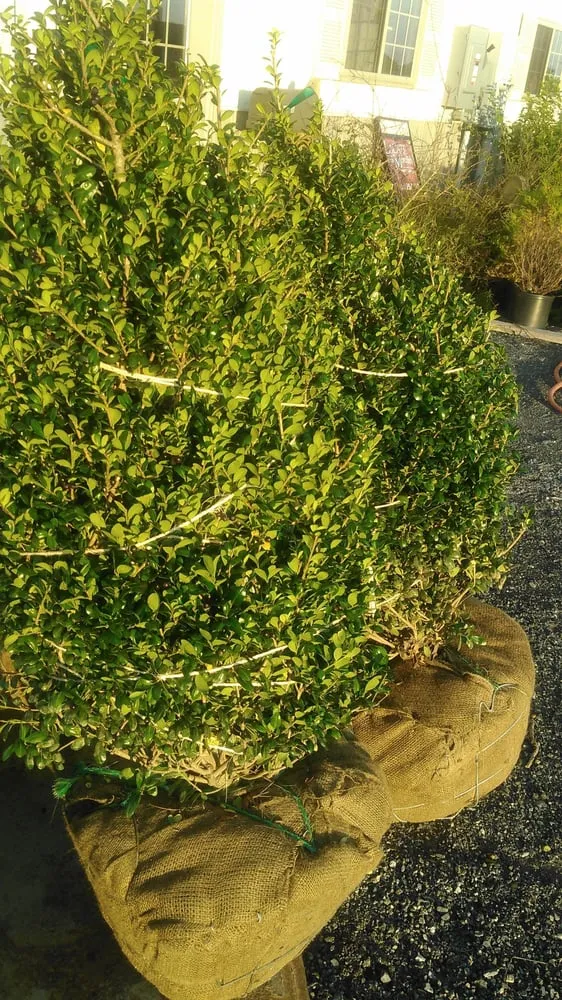 Trusted residential landscaping for year-round maintenance across Cambridge, MD - Marshall Professional Property Management