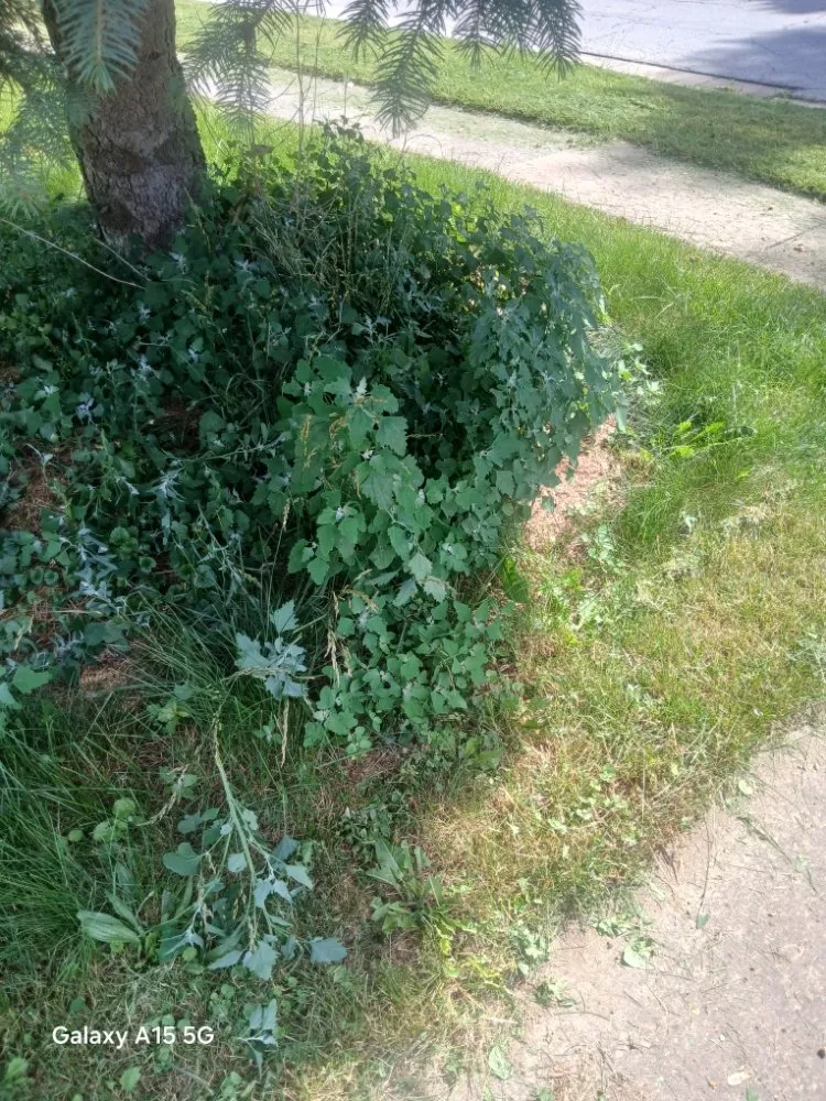 Reliable outdoor landscaping in Galion, OH by Marshalls Exterior Cleaning