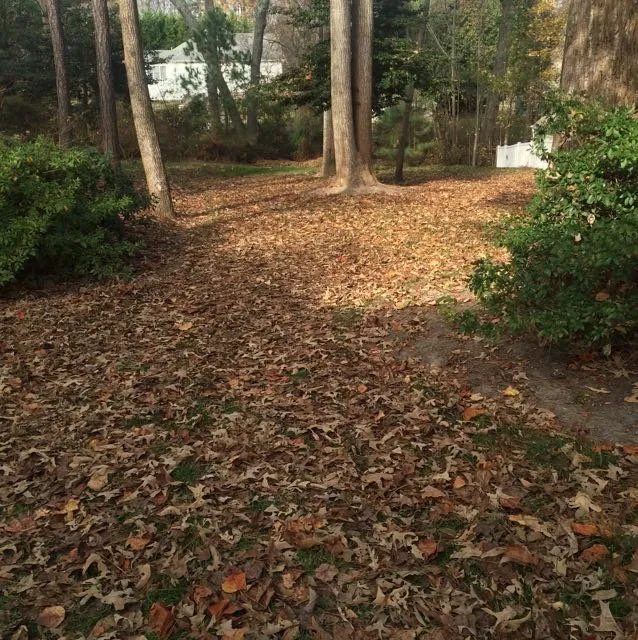 Expert outdoor landscaping for year-round maintenance in Mechanicsville, VA by Marshall's Lawn & Landscape