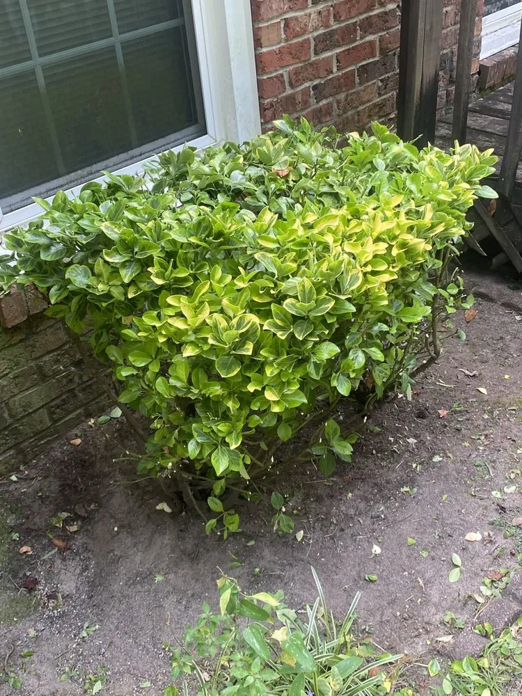 Local residential landscaping in Lumberton, NC - Marshall’s Lawn Care