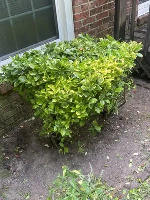 Marshall’s Lawn Care Logo