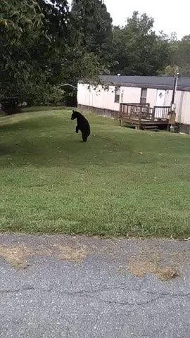 Custom lawn mowing service for residential properties in Kingsport, TN by Marshalls Lawn Service