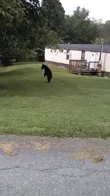 Marshalls Lawn Service Logo