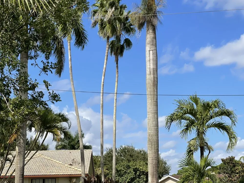 Top-rated outdoor landscaping in Davie, FL - Marshall’s Tree Service And Landscaping