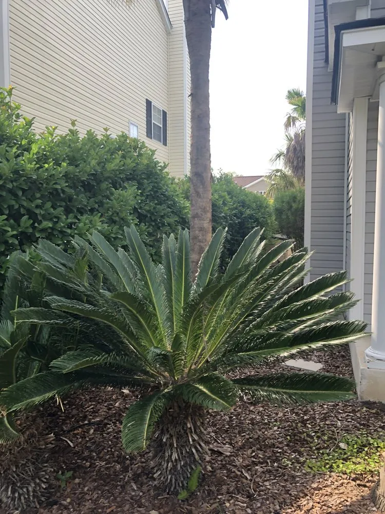 Affordable lawn mowing service for outdoor upgrades in Bluffton, SC by Marshland Mowing Services