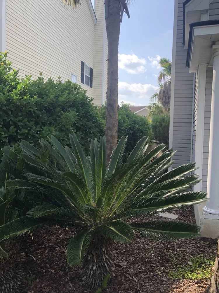 Expert yard maintenance in Bluffton, SC by Marshland Mowing Services