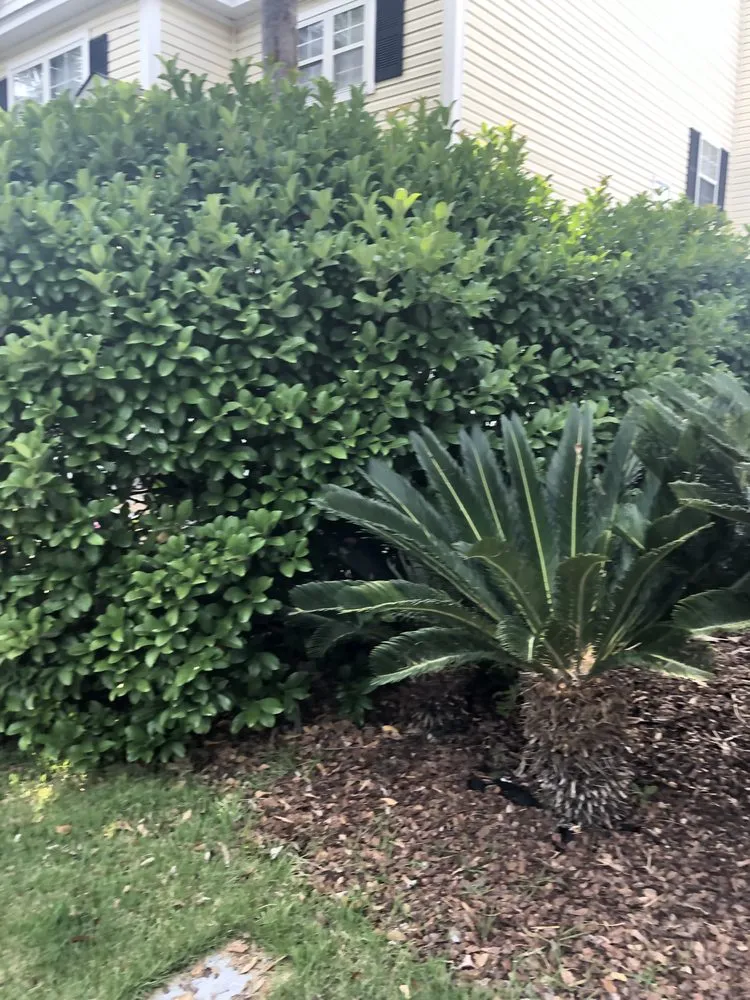 Affordable landscape design for residential properties across Bluffton, SC - Marshland Mowing Services