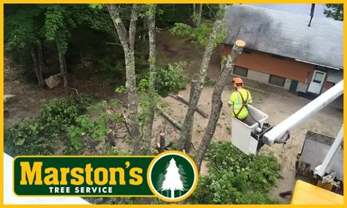 Local landscaping services in Naples, ME by Marstons Tree Service