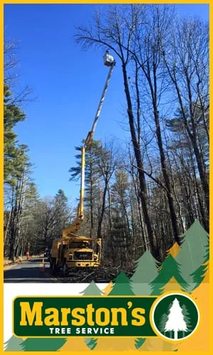 Top-rated lawn care service for year-round maintenance in Naples, ME by Marstons Tree Service