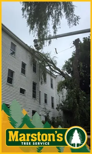 Expert landscaping services in Naples, ME by Marstons Tree Service