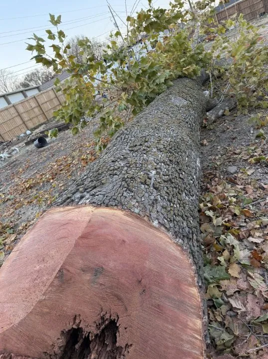 Custom yard maintenance for residential properties across Springdale, AR - Martel's Landscaping