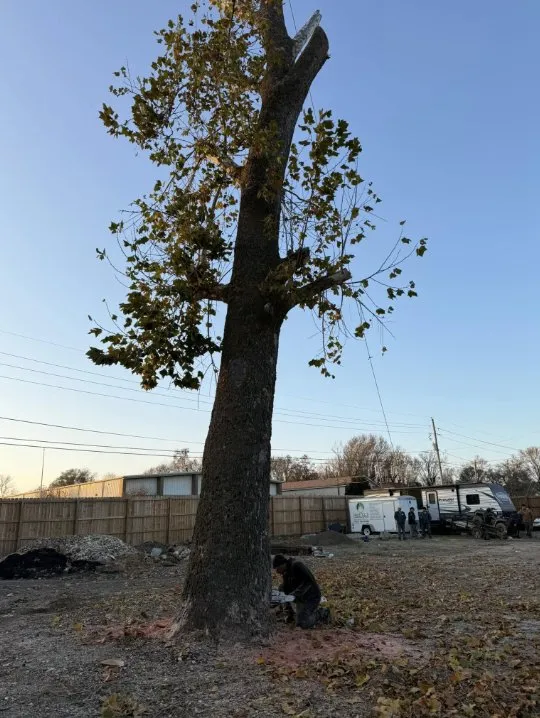 Expert landscaping services experts serving Springdale, AR - Martel's Landscaping