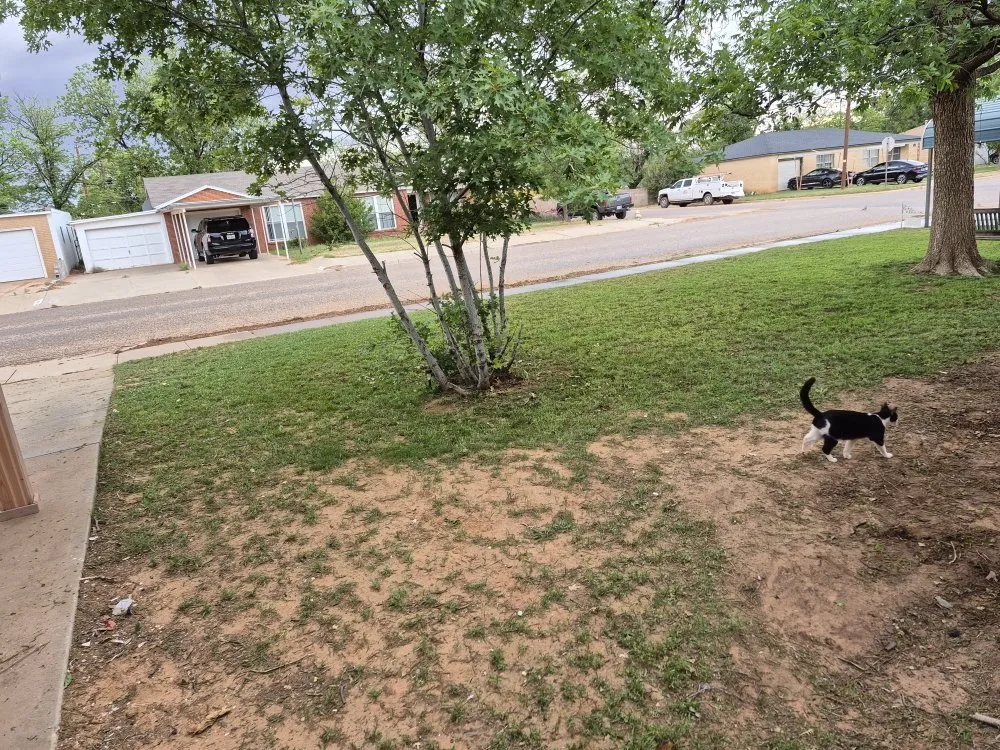 Custom yard maintenance for year-round maintenance across Lamesa, TX - Martens Small Yard Mowing and Trimming