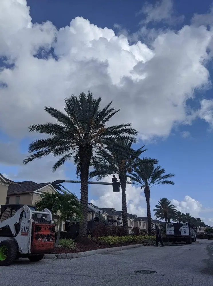 Trusted yard cleanup service in Saint Petersburg, FL - Martin Arborcare