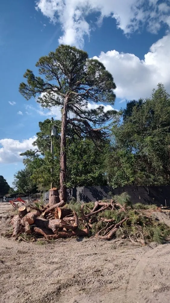 Reliable lawn mowing service for beautiful yards across Saint Petersburg, FL - Martin Arborcare