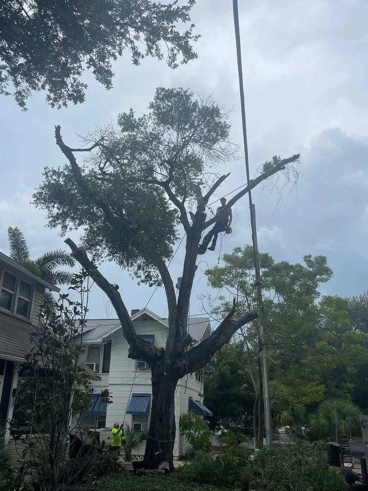 Custom yard cleanup service for year-round maintenance across Saint Petersburg, FL - Martin Arborcare