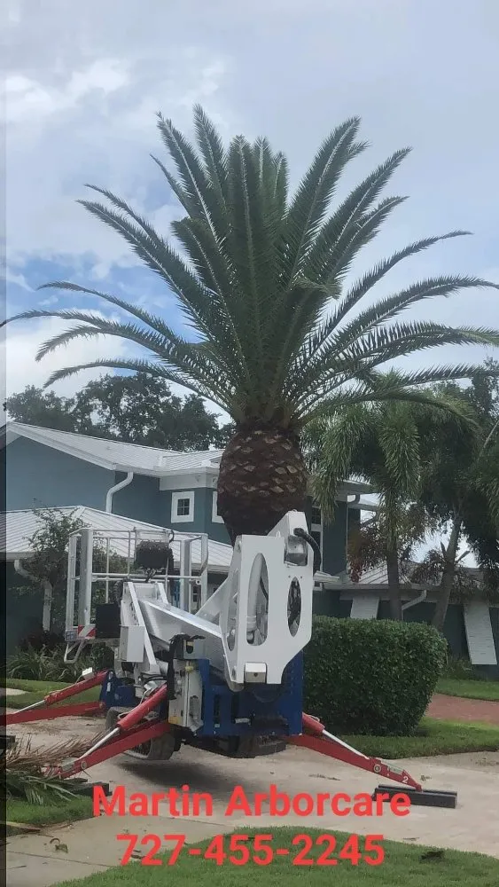 Top-rated lawn care service in Saint Petersburg, FL - Martin Arborcare