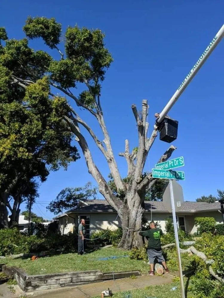 Trusted landscaping services in Saint Petersburg, FL by Martin Arborcare
