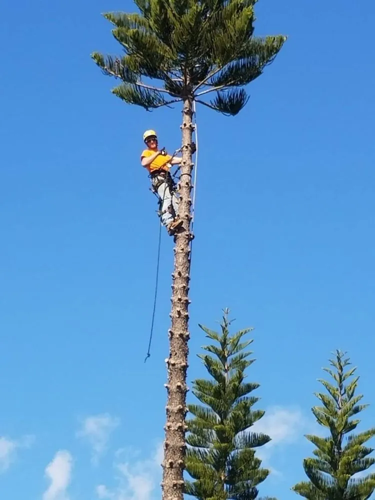 Reliable yard cleanup service experts serving Saint Petersburg, FL - Martin Arborcare