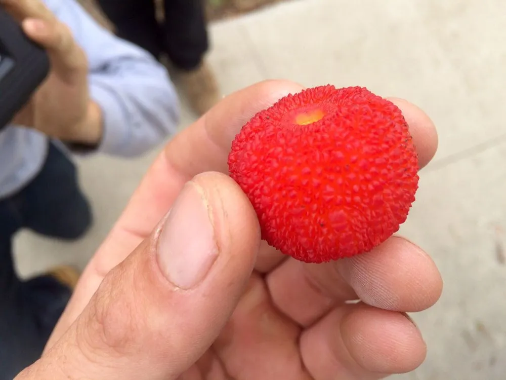 Affordable residential landscaping experts serving Santa Barbara, CA - Martin Bros Landscape Management