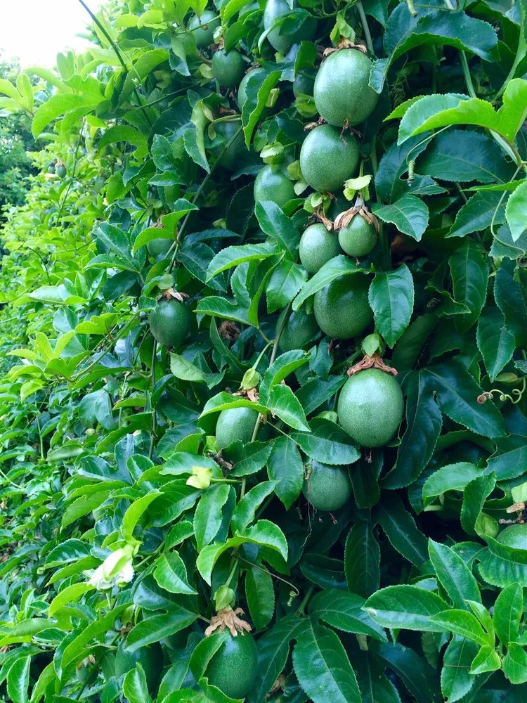 Custom landscape design experts serving Santa Barbara, CA - Martin Bros Landscape Management